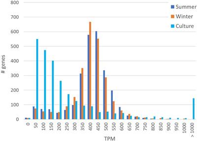 Differences in gene expression patterns between cultured and natural Haloquadratum walsbyi ecotypes